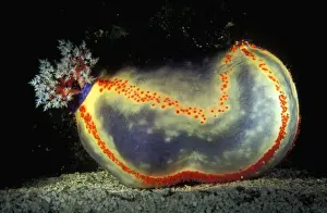 Because of it's small size and bright colours, the beach ball sea cucumber (Pseudocolochirus violaceus) is one of the few sea cucumbers that is highly prized as an aquarium specimen