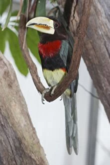 Ivory-billed Aracari - forests of North Western South America