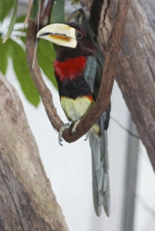 Ivory-billed Aracari - forests of North Western South America Ivory-billed Aracari - forests of North Western South America