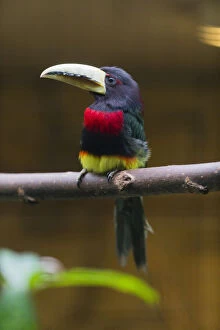 Ivory - billed Aracari - native to South America, perched on branch Date: 11-Feb-19