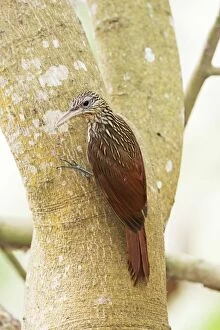 Images Dated 1st April 2009: Ivory-billed Woodcreeper. Nayarit Mexico in March
