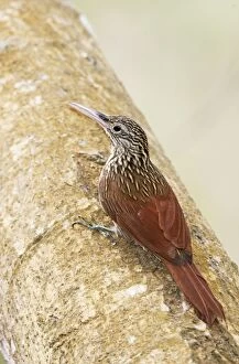 Images Dated 1st April 2009: Ivory-billed Woodcreeper. Nayarit Mexico in March