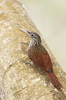 Ivory-billed Woodcreeper. Nayarit Mexico in March