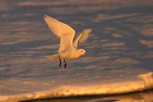 Images Dated 27th August 2003: Ivory Gull - in flight North East Svalbard