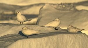 Images Dated 27th August 2003: Ivory Gull resting on ice in Nord East Svalbard