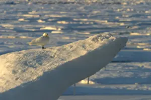 Ivory Gull resting on ice North East Svalbard