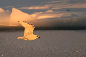 Ivory Gull resting on ice in North East Svalbard