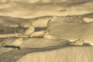 Ivory Gull resting on ice in North East Svalbard