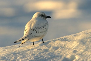 Images Dated 27th August 2003: Ivory Gull resting on ice North East Svalbard