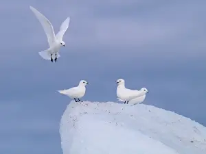 Ivory Gulls - Svalbard - Norway