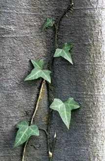 Images Dated 1st July 2008: Ivy on beech