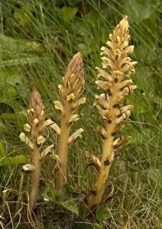 Images Dated 29th June 2005: Ivy Broomrape