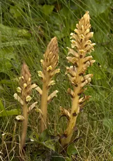 Ivy Broomrape