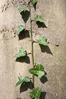 Images Dated 18th April 2007: Ivy - Climbing Poplar trunk