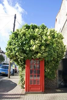 Images Dated 5th October 2012: Ivy covering London telephone box