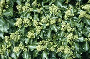 Ivy - in flower