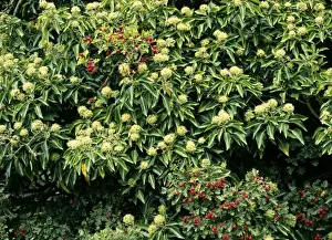 Hawthorn Prints: Ivy Flowers - & Hawthorn Haws (Crataegus monogyna)