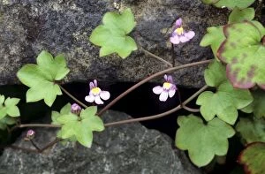Images Dated 1st July 2008: Ivy-leaved Toadflax