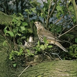 JAB-481 Mistle Thrush - at nest with young