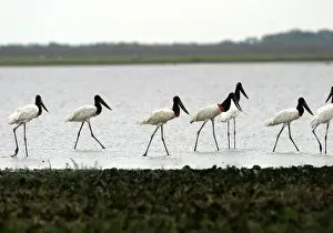 Jabiru Prints: Jabiru - group. Llanos, Venezuela