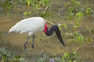 Images Dated 13th July 2010: Jabiru Stork - adult foraging in a swamp