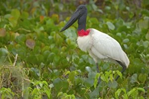 Images Dated 13th July 2010: Jabiru Stork - adult stalking through swamp covered