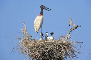 Images Dated 11th July 2010: Jabiru Stork - adult standing on its nest in