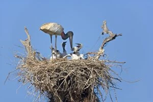 Images Dated 11th July 2010: Jabiru Stork - adult standing on its nest about