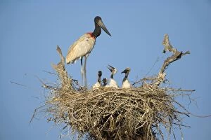 Images Dated 11th July 2010: Jabiru Stork - adult standing on its nest which