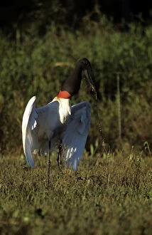 Jabiru Stork - collecting nest material