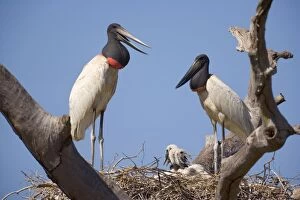 Images Dated 9th July 2010: Jabiru Stork - pair standing on their nest which