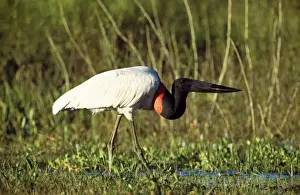 Jabiru Stork Tropical America Brazil Pantanal