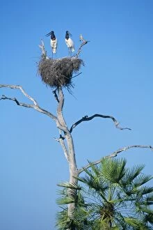 Images Dated 13th December 2005: Jabiru Stork - x2 on nest Pantanal Brazil