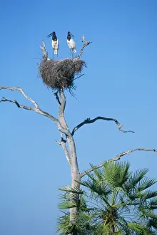 Jabiru Stork - x2 on nest Pantanal Brazil