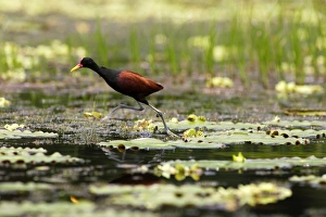 Images Dated 11th September 2006: Jacana noir adulte au bord du lac Sandoval. Perou