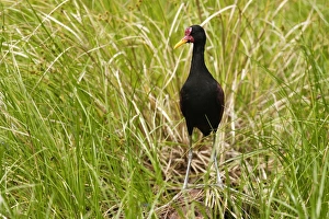 Images Dated 11th September 2006: Jacana noir adulte au bord du lac Sandoval. Perou