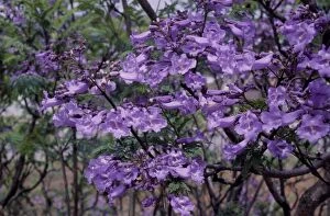 Images Dated 22nd March 2011: Jacaranda - in blossom - Grahamstown - South Africa