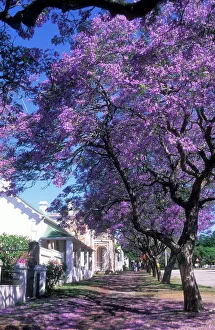 jacaranda blossom native south america