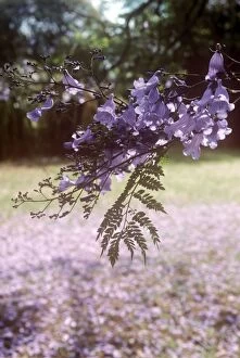 Images Dated 22nd March 2011: Jacaranda - in blossom - South Africa