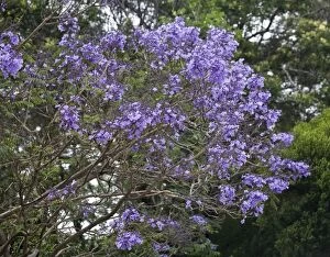 Jacaranda - Flowering
