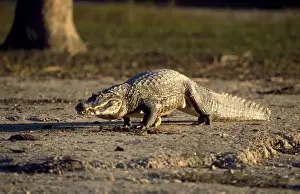 Caimans Prints: Jacare Caiman Central / Southern Brazil