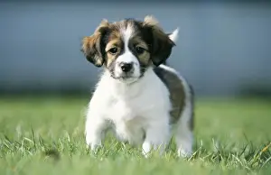 Mongrels Prints: Jack Russel / Dachshund Mongrel Dog Puppy standing