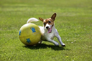 Images Dated 21st June 2007: Jack Russel Dog - playing with big ball in garden