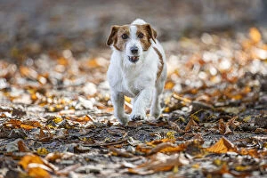 Biodiversity Gallery: Jack Russel Terrier (Canis lupus familiaris) - in a park among autumn leaves - Gijon, Asturias