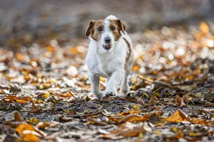 Jack Russel Terrier (Canis lupus familiaris) - in a park among autumn leaves - Gijon, Asturias. Date: 05-Oct-19 Jack Russel Terrier (Canis lupus familiaris) - in a park among autumn leaves - Gijon, Asturias. Date: 05-Oct-19