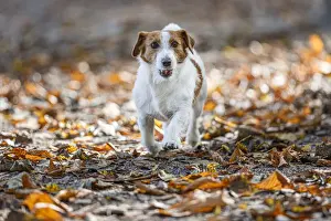 Jack Prints: Jack Russel Terrier (Canis lupus familiaris) ~ in a park among autumn leaves ~ Gijon