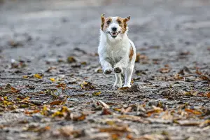 Jack Russel Terrier (Canis lupus familiaris) ~ in a park among autumn leaves ~ Gijon, Asturias