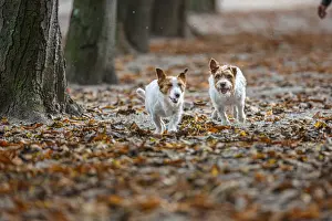 Jack Russel Terrier (Canis lupus familiaris) ~ in a park among autumn leaves ~ Gijon, Asturias