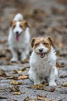 Jack Russel Terrier (Canis lupus familiaris) ~ in a park among autumn leaves ~ Gijon, Asturias
