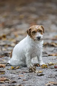 Jack Russel Terrier (Canis lupus familiaris) ~ in a park among autumn leaves ~ Gijon, Asturias